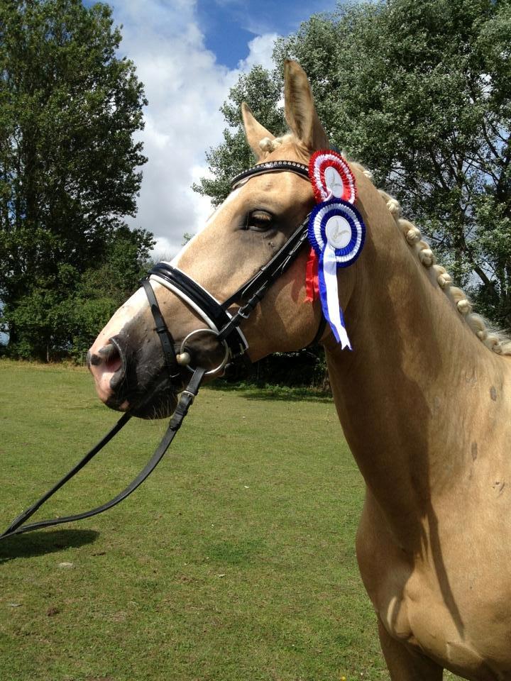 Palomino Mr. Spirit Minded - Nr 1 og 2, med henholdsvis 70,6% og 72,2% ! han er så dygtig. Rideklubben Falken 11/8 billede 16