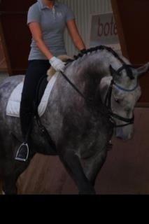 Dansk Varmblod Bugatti billede 1