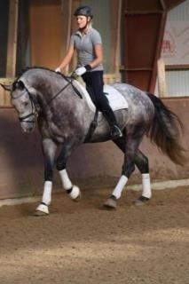 Dansk Varmblod Bugatti billede 2