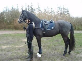 Dansk Varmblod Bugatti billede 3