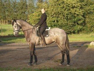 Dansk Varmblod Bugatti billede 4