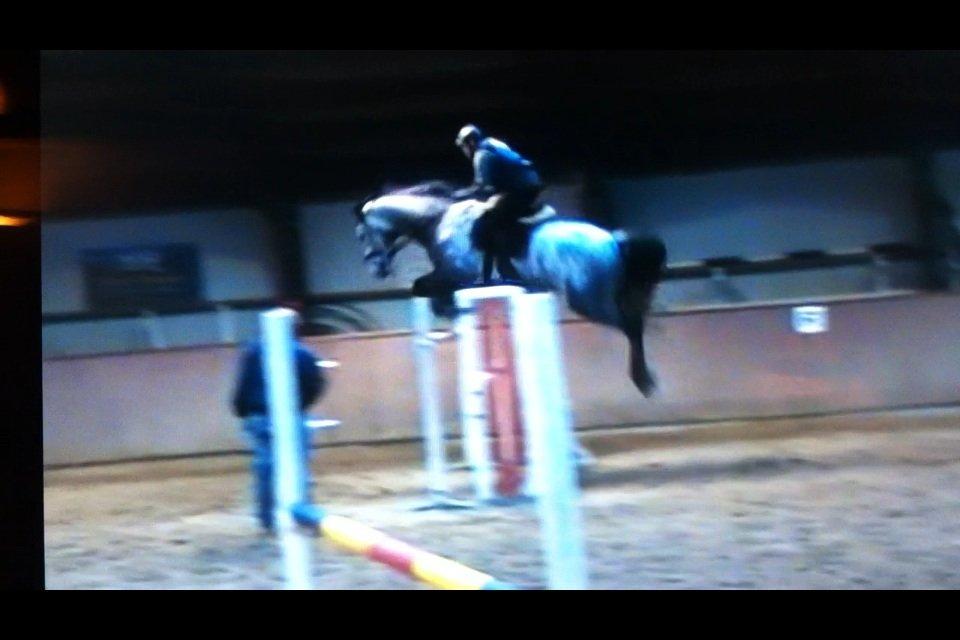 Dansk Varmblod Bugatti billede 5