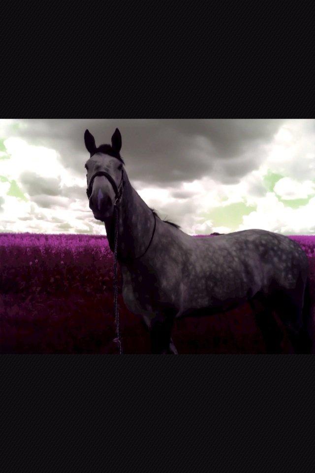 Dansk Varmblod Bugatti billede 6