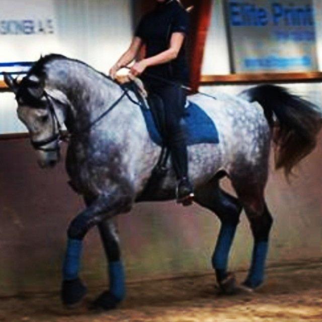 Dansk Varmblod Bugatti billede 9