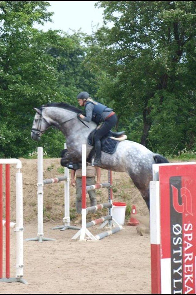 Dansk Varmblod Bugatti billede 7