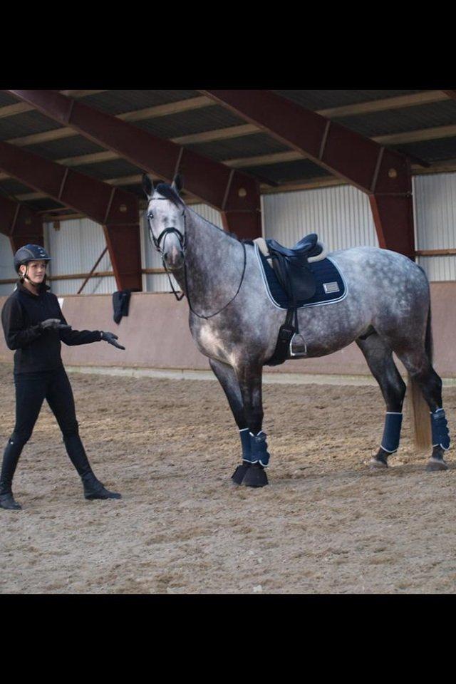 Dansk Varmblod Bugatti billede 8