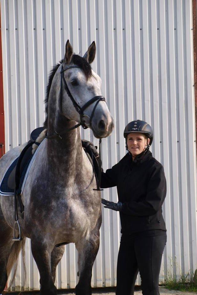 Dansk Varmblod Bugatti billede 10