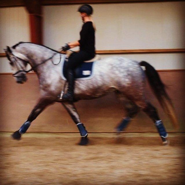 Dansk Varmblod Bugatti billede 11