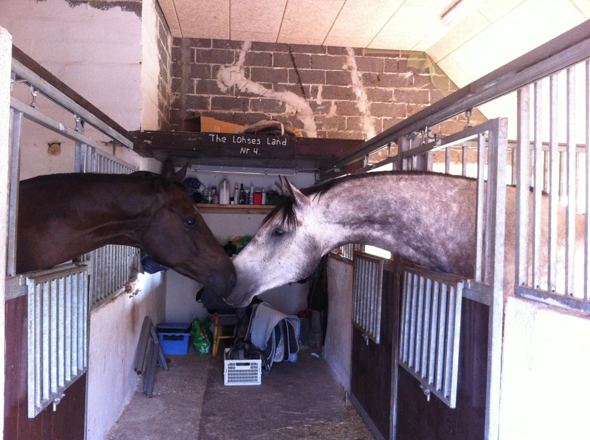 Dansk Varmblod Bugatti billede 15