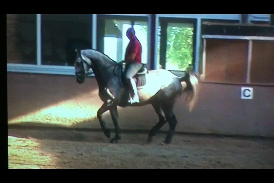 Dansk Varmblod Bugatti billede 12