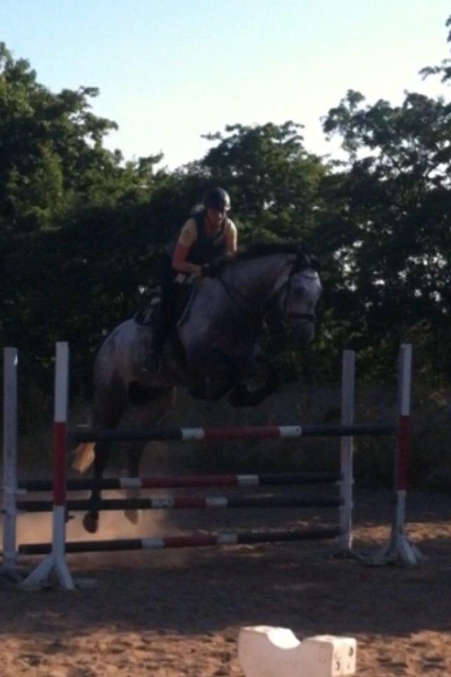 Dansk Varmblod Bugatti billede 13