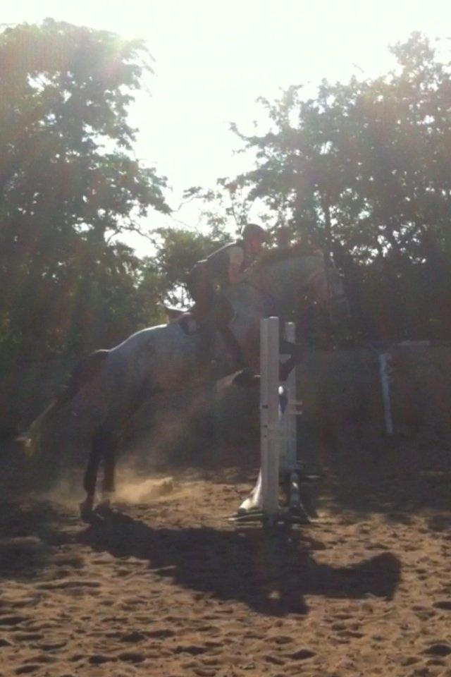 Dansk Varmblod Bugatti billede 14