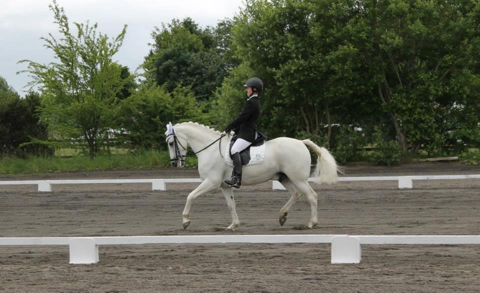 Anden særlig race Heri's Skywalker Conall - Debut i PRI 62% - MMR billede 15