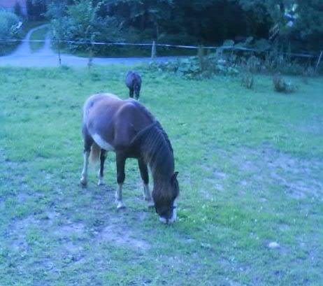 Welsh Cob (sec D) Vanmann´s Verdi billede 20