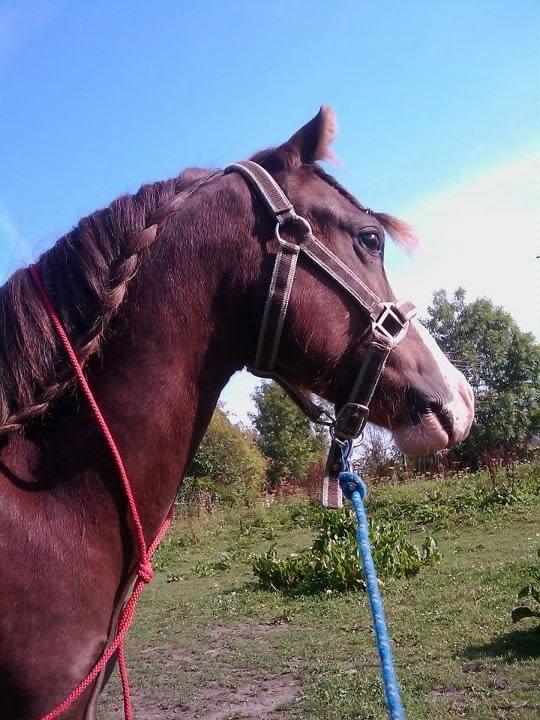 Welsh Cob (sec D) Vanmann´s Verdi billede 21