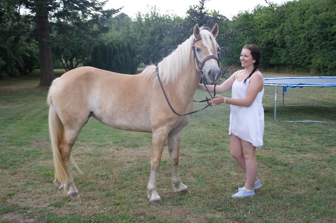 Haflinger Enghaves Bounty [Tidl. Hest] billede 2