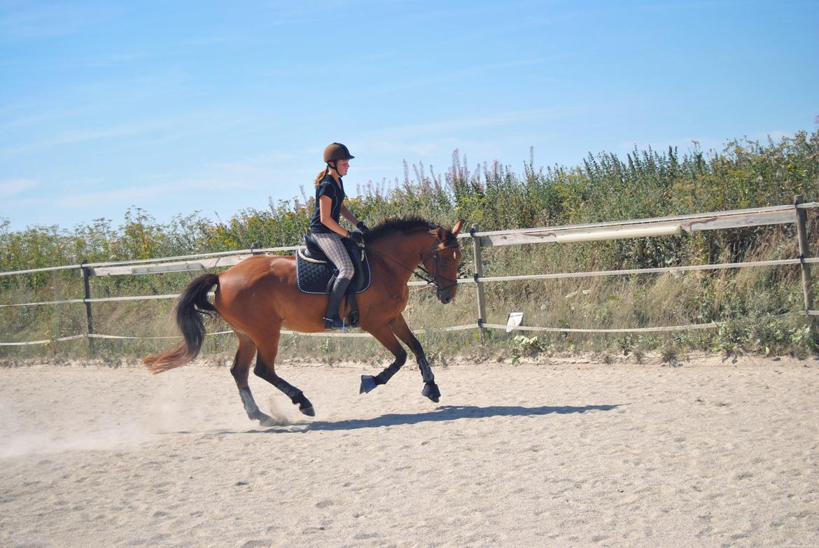 Anden særlig race Coco - August 2013 billede 2