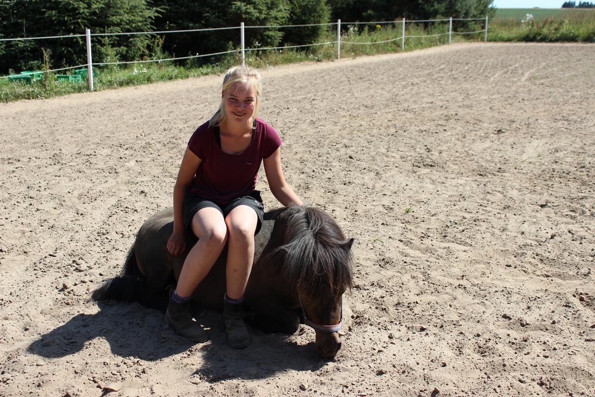 Shetlænder Hedelunds Malou - Malou kan også ligge sig ned på komando <3  billede 4