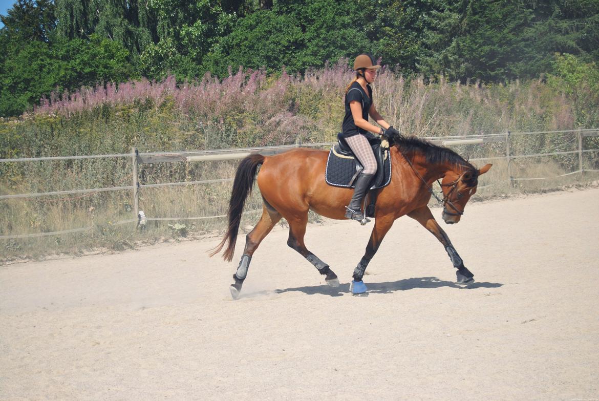 Anden særlig race Coco - August 2013. Hun hænger en del fortil, men er ellers godt med! billede 5