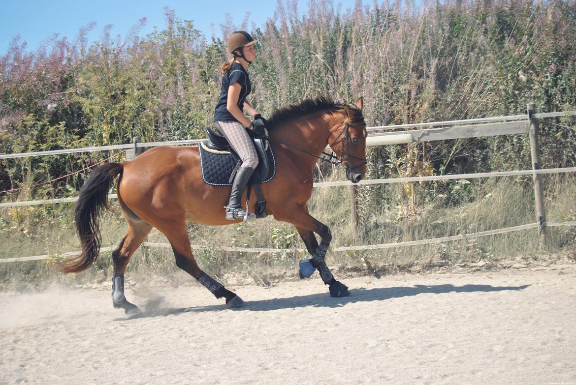 Anden særlig race Coco - August 2013 billede 17