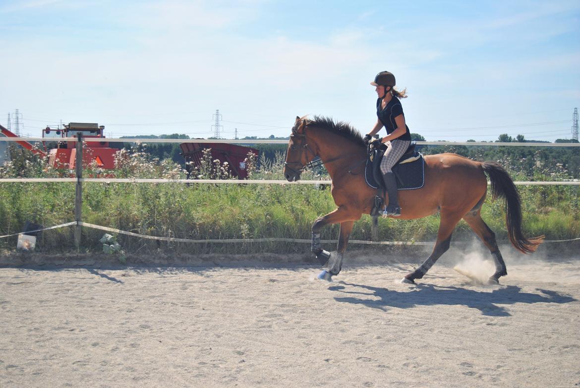 Anden særlig race Coco - August 2013 billede 18