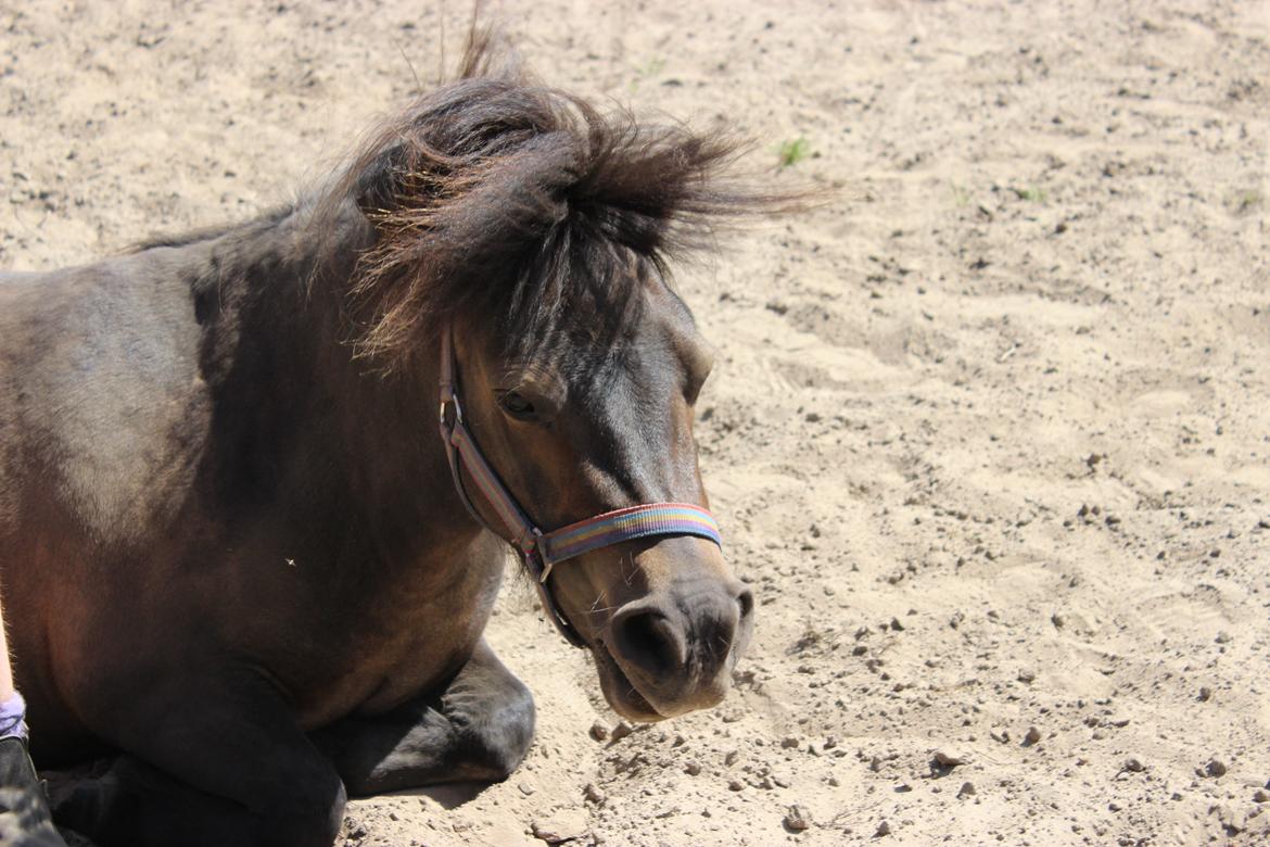 Shetlænder Hedelunds Malou billede 15
