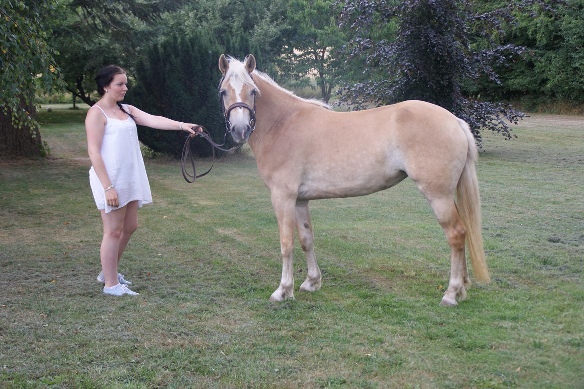 Haflinger Enghaves Bounty [Tidl. Hest] billede 1