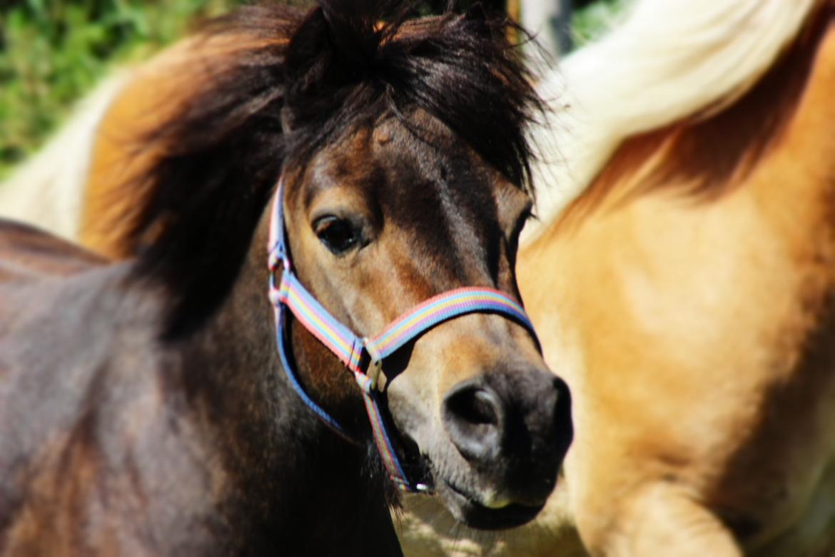 Shetlænder Hedelunds Malou - <3 billede 1