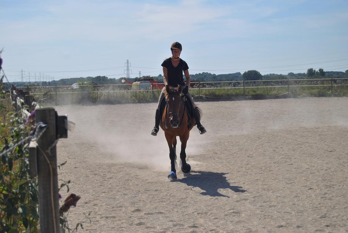 Anden særlig race Coco billede 19