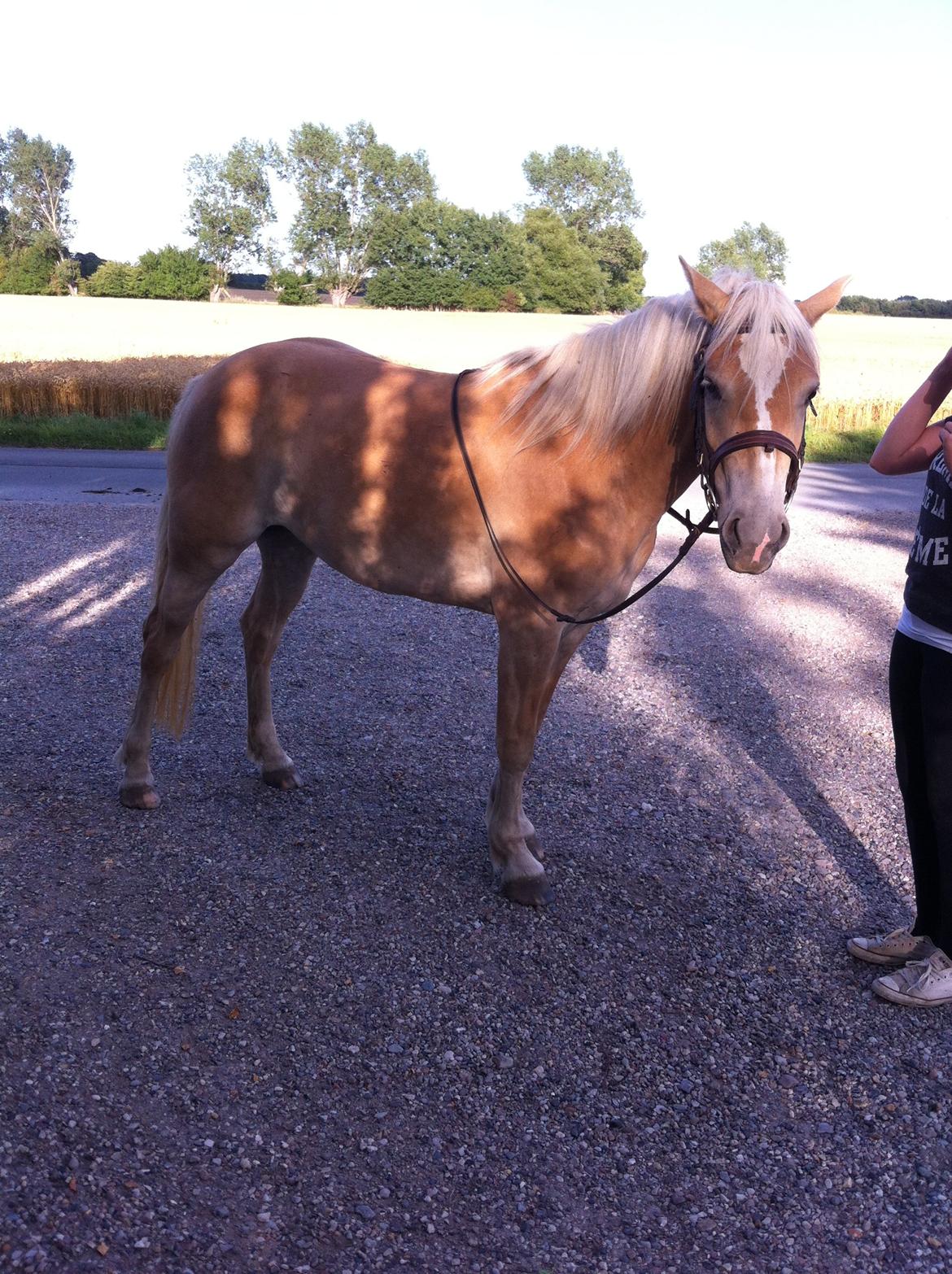 Haflinger Enghaves Bounty [Tidl. Hest] billede 5