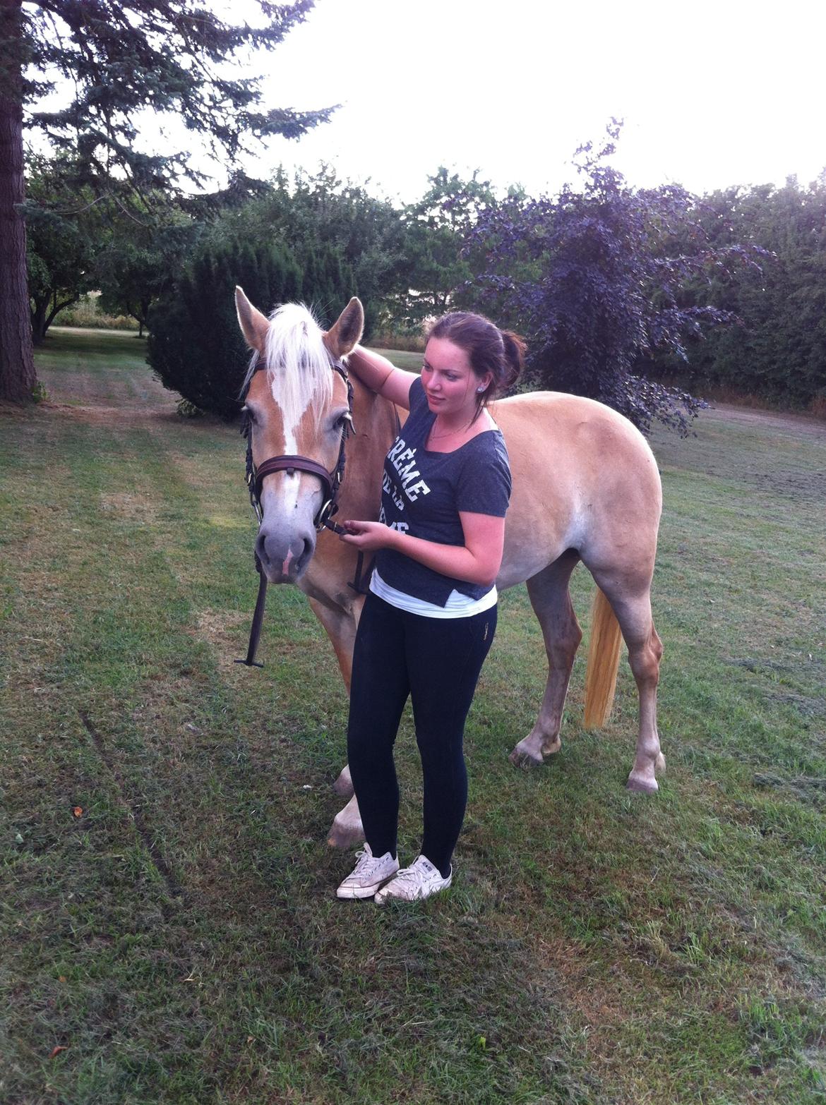 Haflinger Enghaves Bounty [Tidl. Hest] billede 6