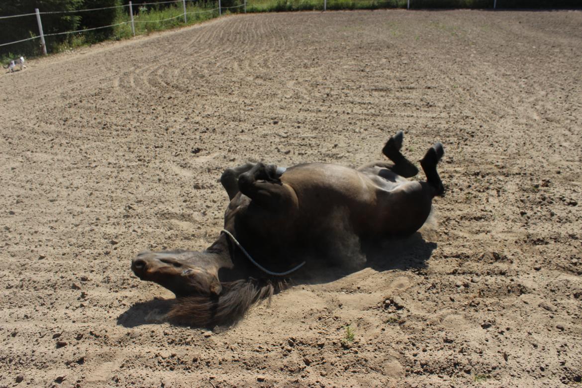 Shetlænder Hedelunds Malou billede 16