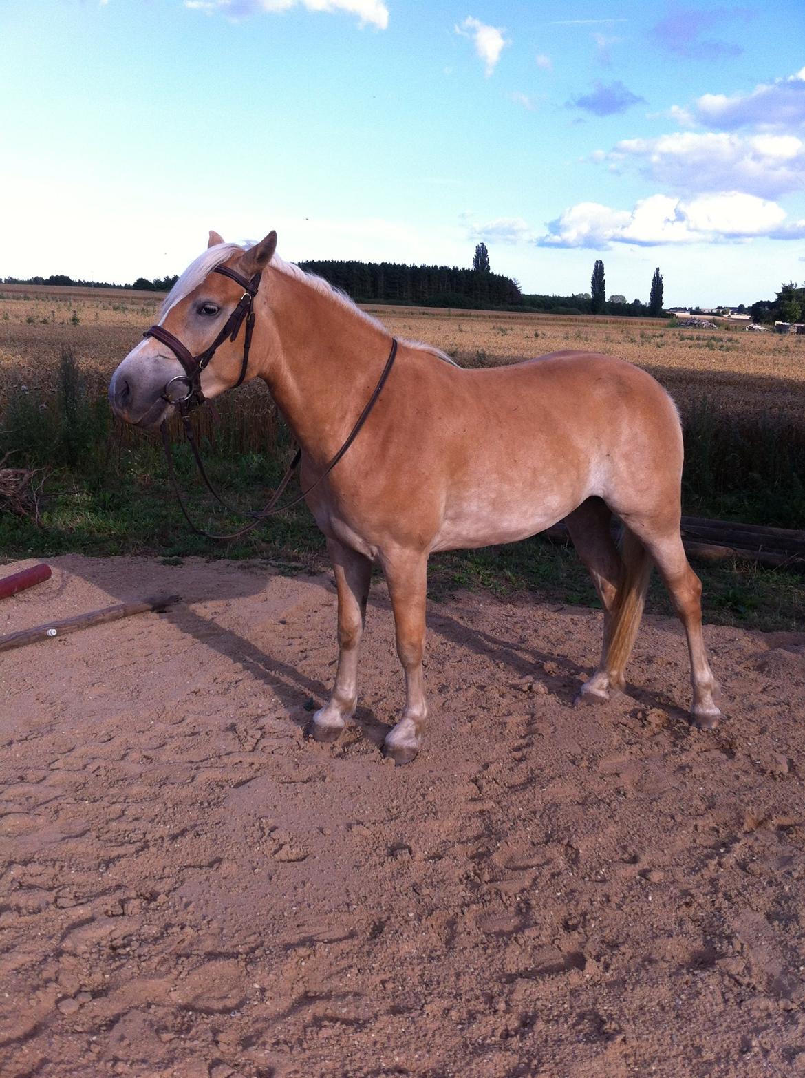 Haflinger Enghaves Bounty [Tidl. Hest] billede 7