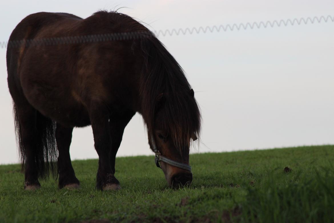Shetlænder Hedelunds Malou billede 17