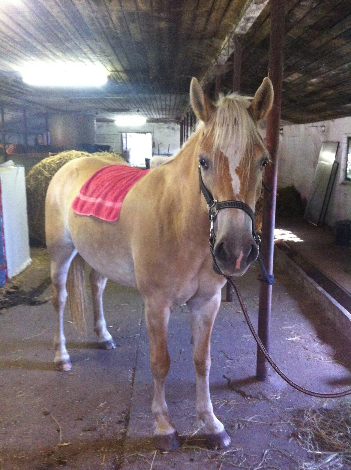 Haflinger Enghaves Bounty [Tidl. Hest] billede 4