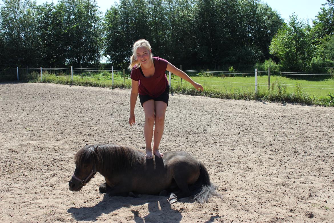 Shetlænder Hedelunds Malou billede 18