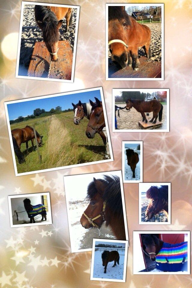 Islænder Vigdis fra Frederiksdal billede 21