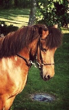 Islænder Vigdis fra Frederiksdal billede 8