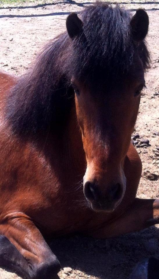 Islænder Vigdis fra Frederiksdal billede 4