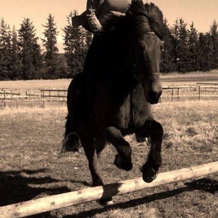 Islænder Vigdis fra Frederiksdal billede 11