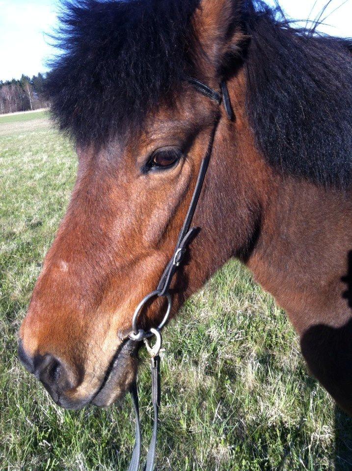 Islænder Vigdis fra Frederiksdal billede 12