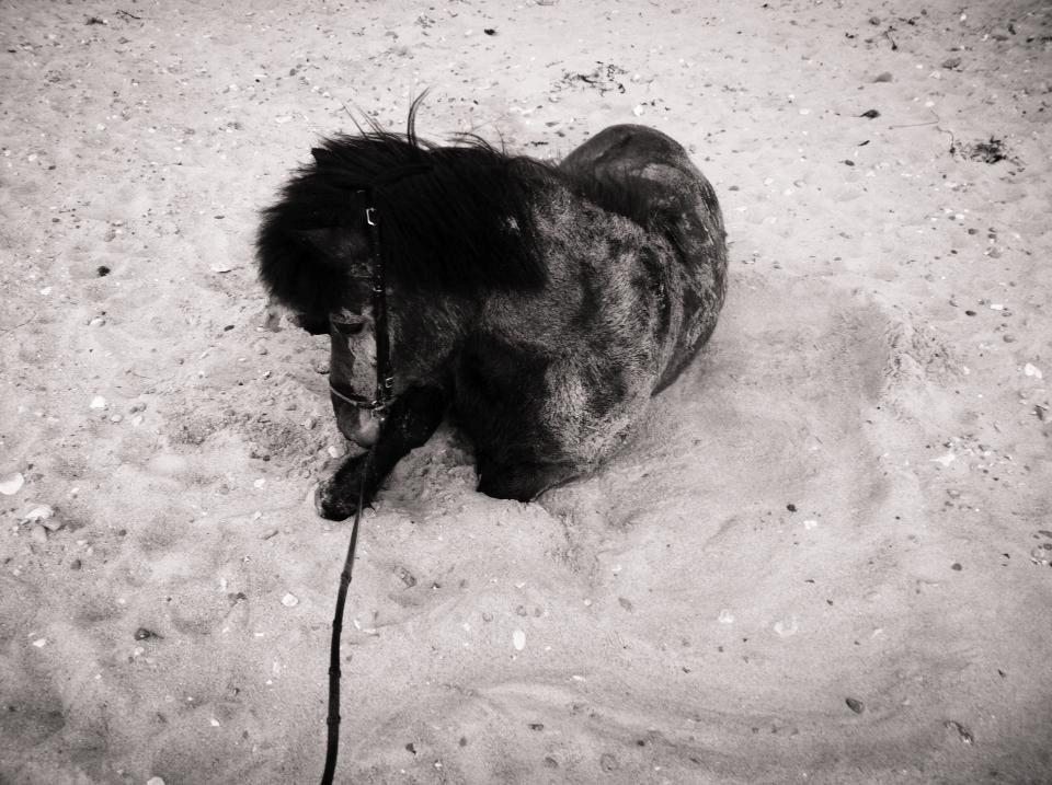 Islænder Vigdis fra Frederiksdal billede 13