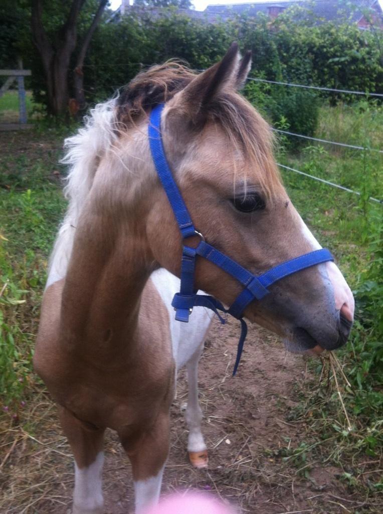 Anden særlig race Søby´s Kiowa billede 1