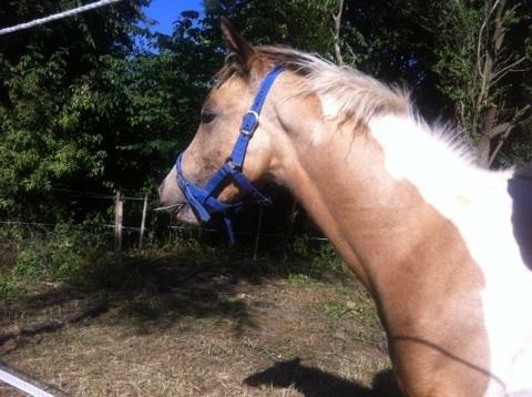 Anden særlig race Søby´s Kiowa billede 5