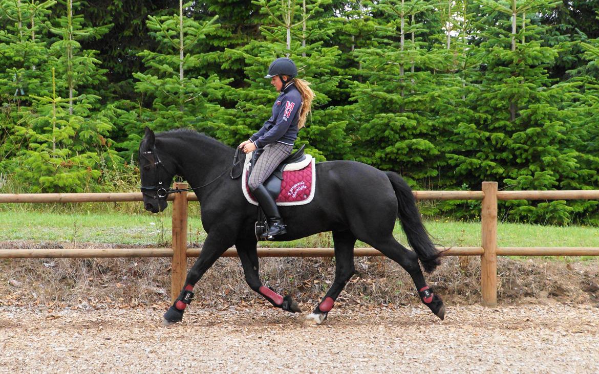 Anden særlig race KJÆRSGAARDS MOONLIGHT - Endelig dressurundervisning igen efter ca.3/4 år! 11. aug. 2013. billede 21