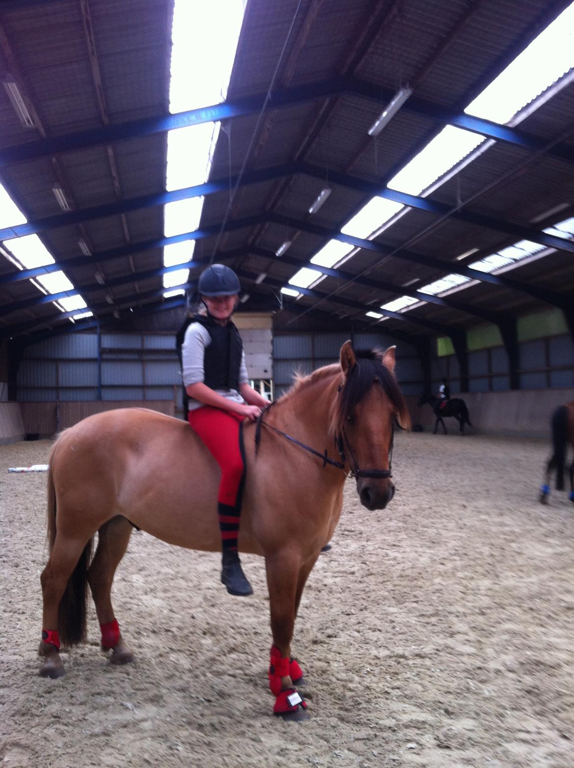 Anden særlig race Dumbledore  billede 12