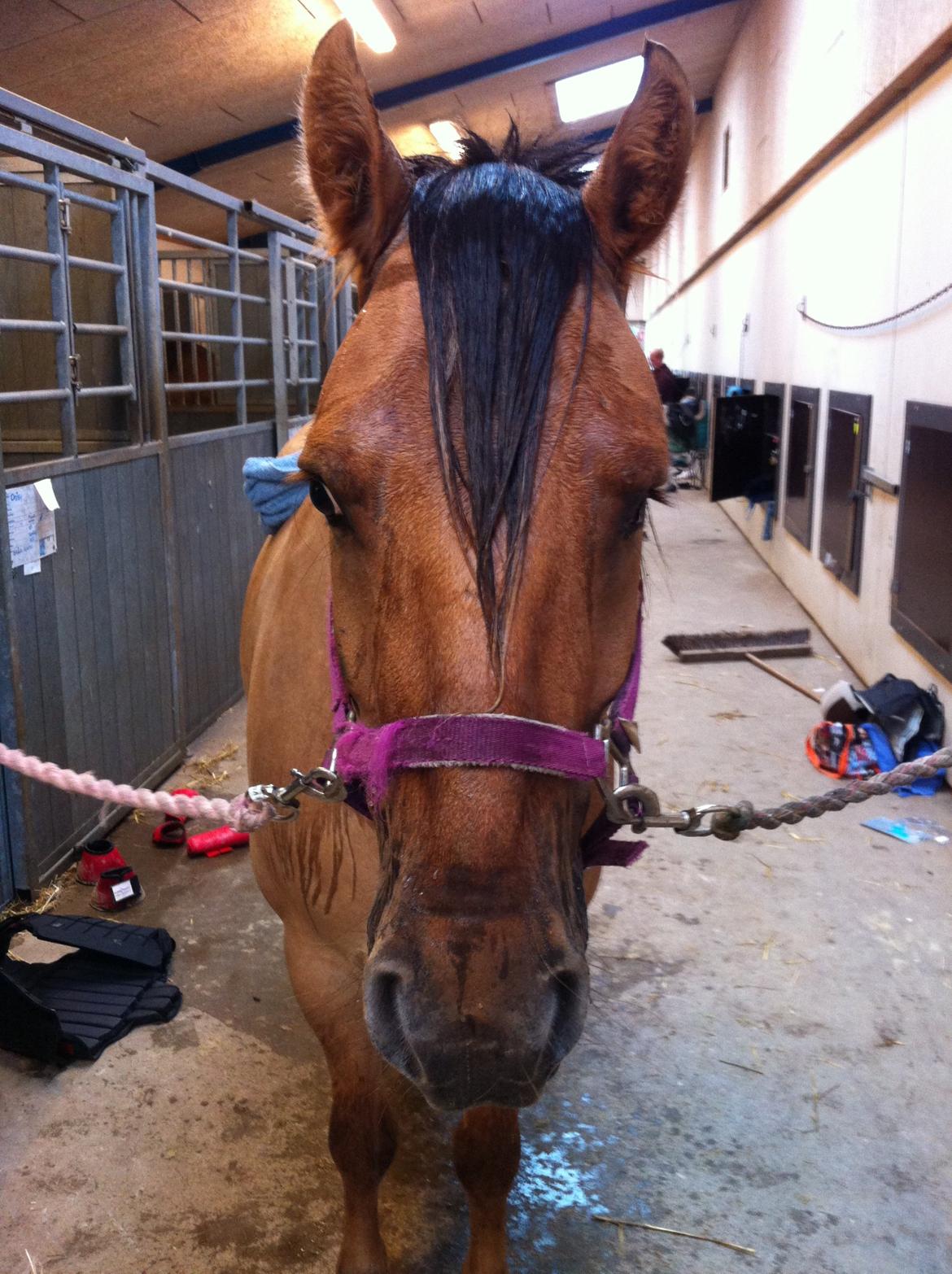 Anden særlig race Dumbledore  - En våd pony, er en ren pony!!<3 billede 18