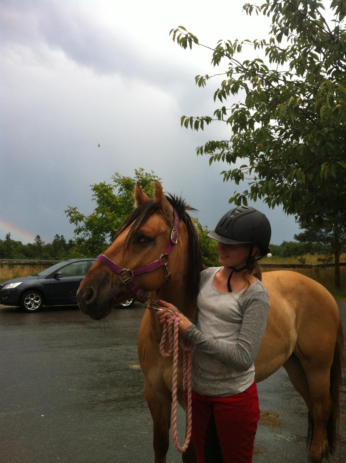 Anden særlig race Dumbledore  billede 22