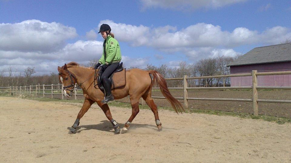 DSP Apollo (Polle fisen) <3 - Dressur! <3 billede 16