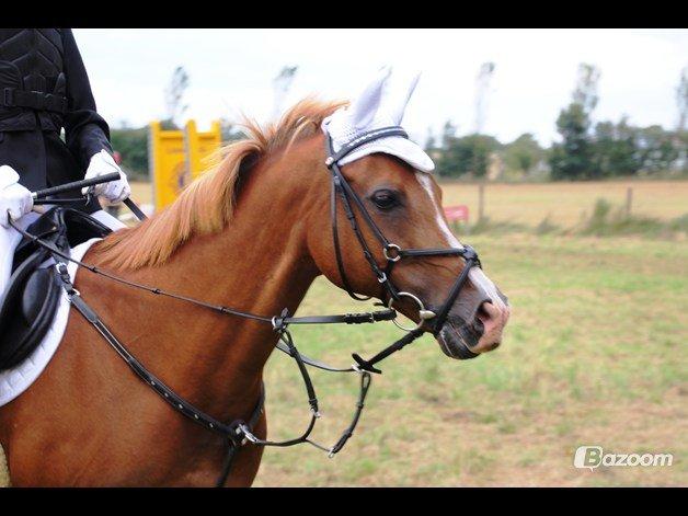 DSP Apollo (Polle fisen) <3 - Apollos smukke hoved i Ladelund<3 billede 15